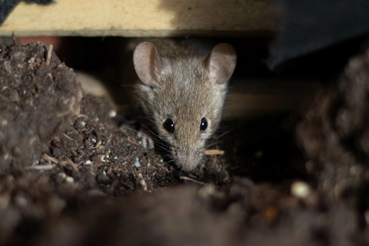 Rodent Droppings Removal- Conquer Rodent Droppings for a Healthy Home