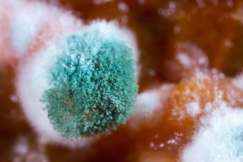 Finding a Mold Removal Company