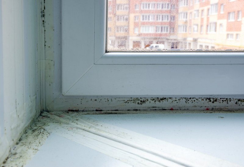 Blog-Beyond the Crime Scene 9 Black Mold Survival Guide: Regaining Your Health and Wellness